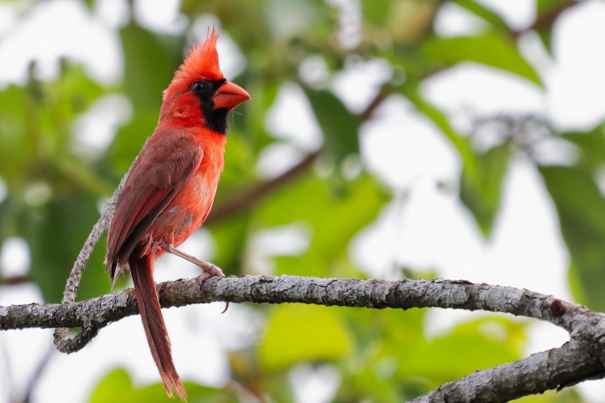 Northern Cardinal - ML638385347