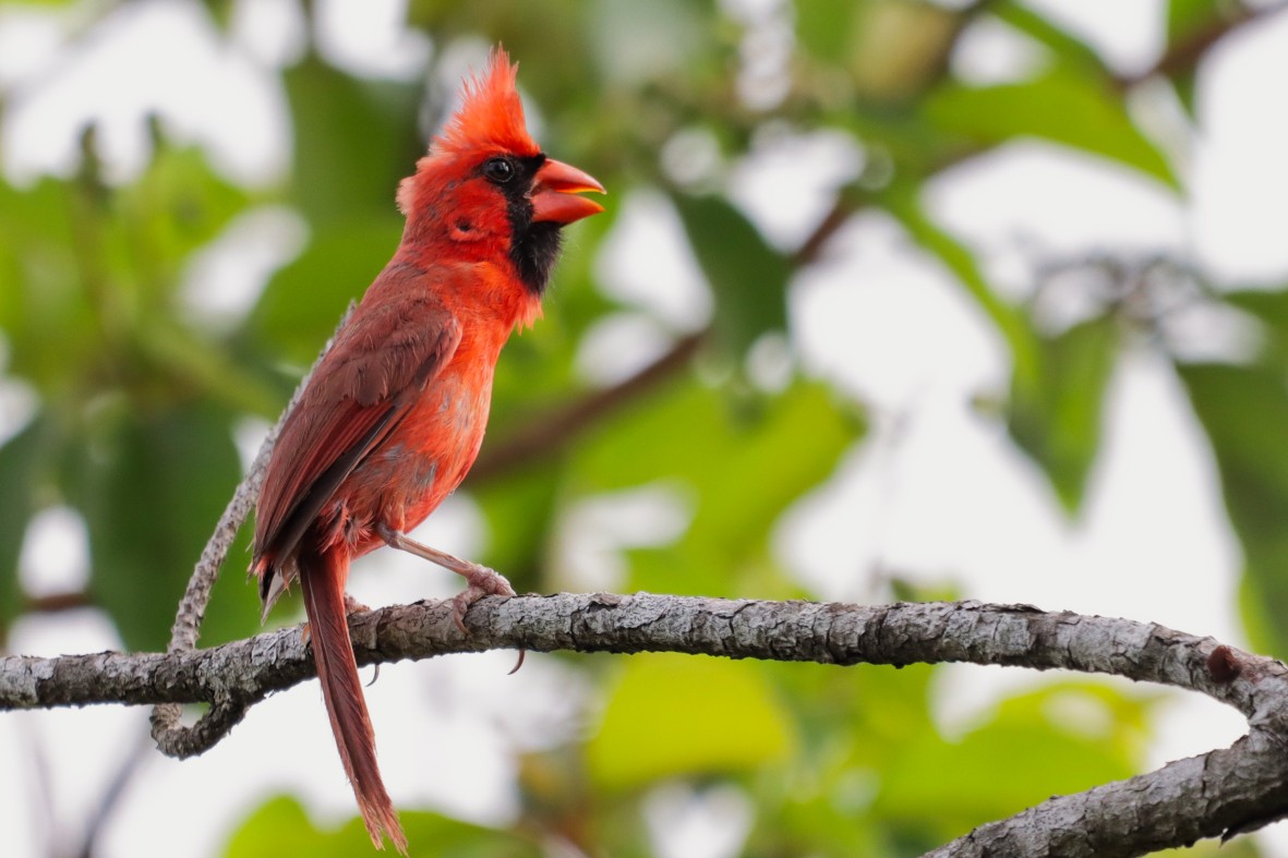 Northern Cardinal - ML638385348