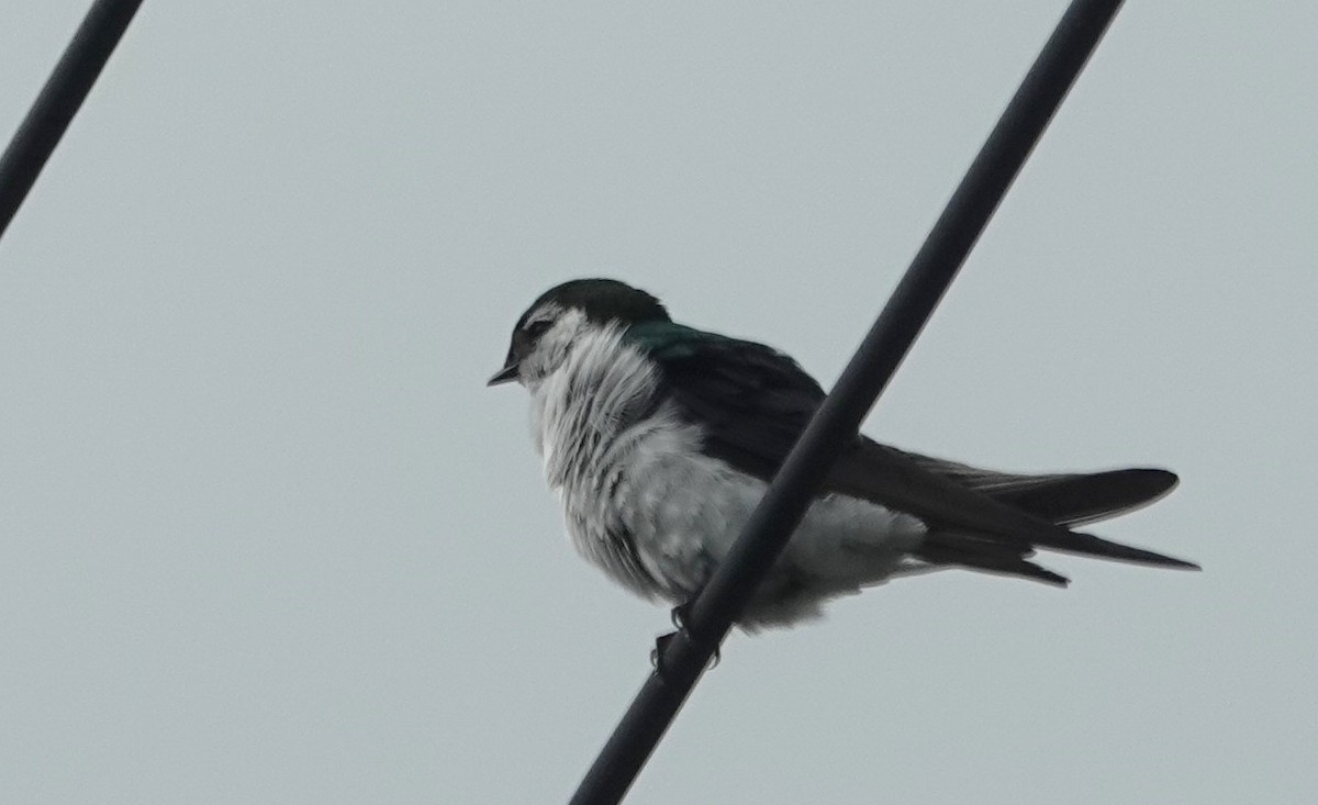 Violet-green Swallow - ML638385349