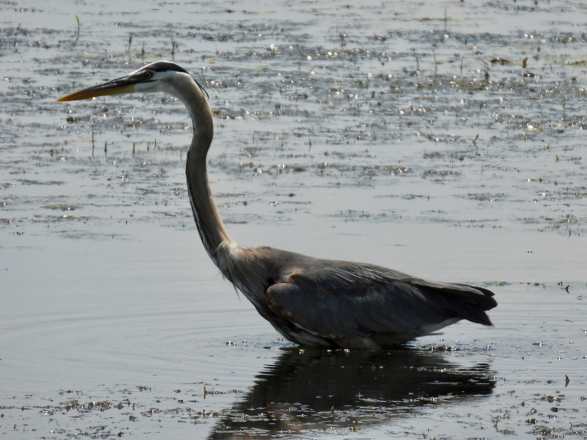 Great Blue Heron - ML638385352