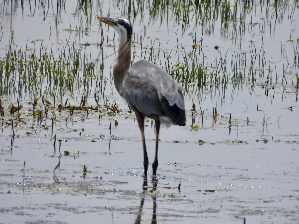 Great Blue Heron - ML638385353