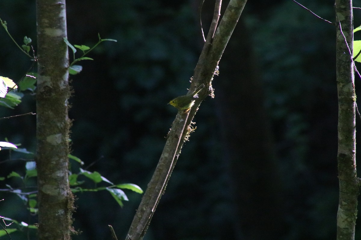 Wilson's Warbler - ML638385354