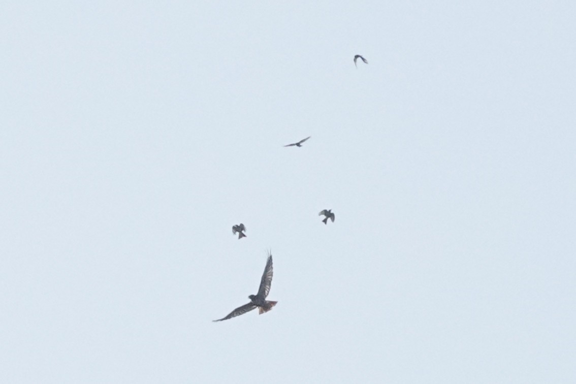 hawk sp. - ML638385355