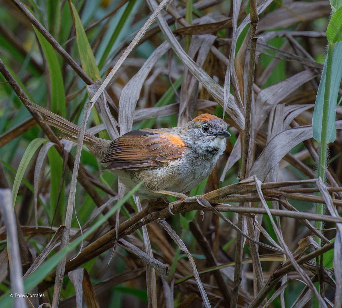 Pale-breasted Spinetail - ML638385363