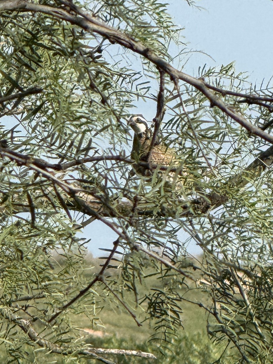 Northern Bobwhite - ML638385364