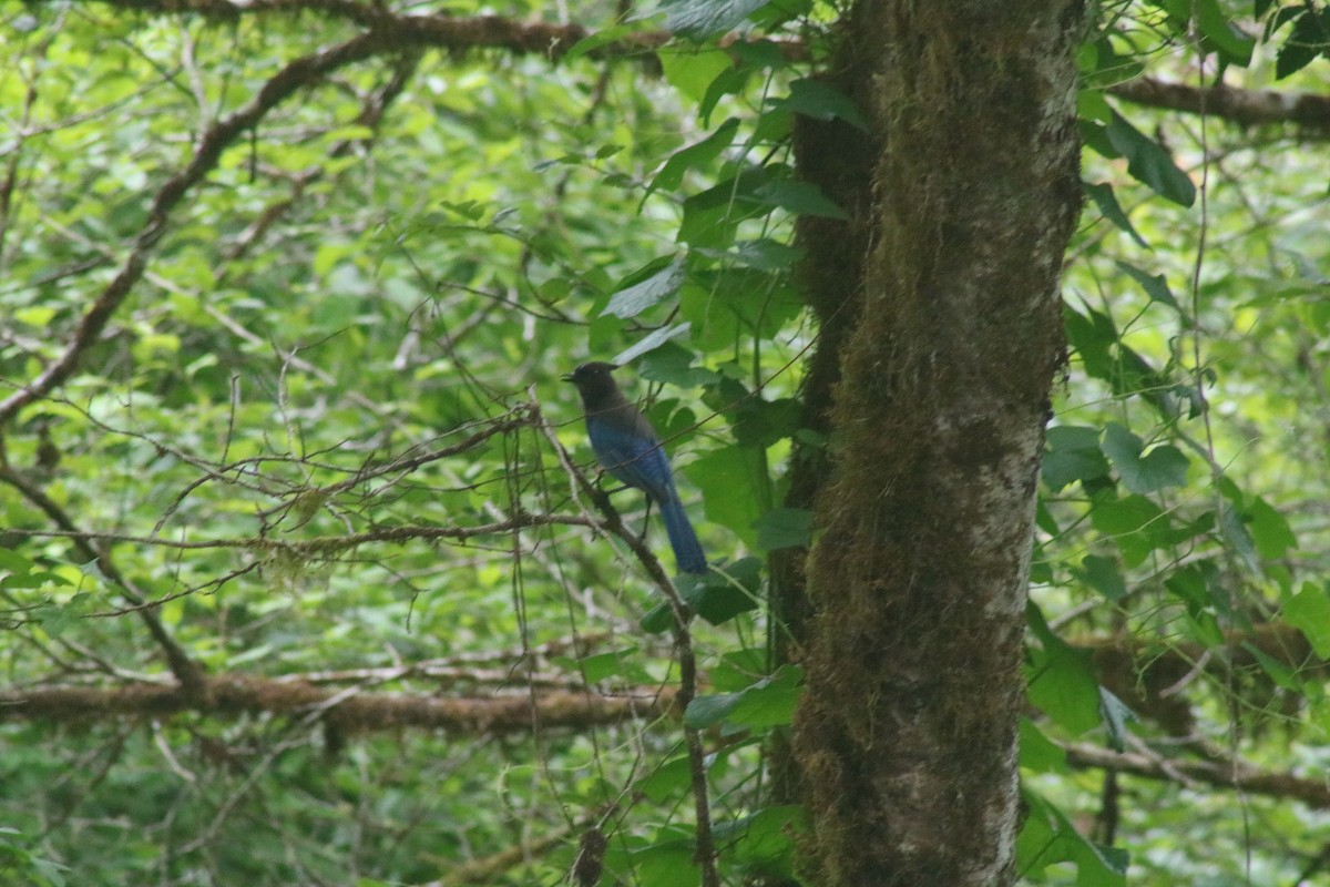 Steller's Jay - ML638385365