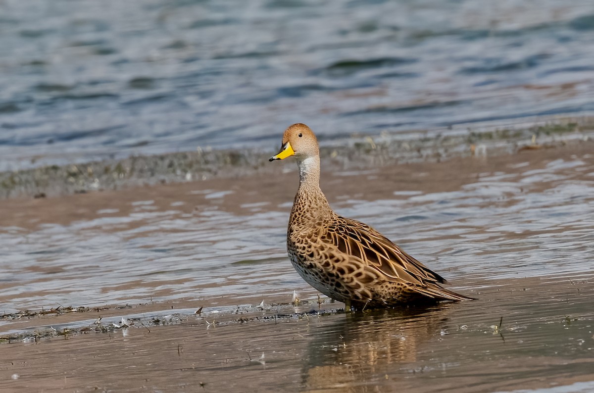 Yellow-billed Pintail - ML638385366