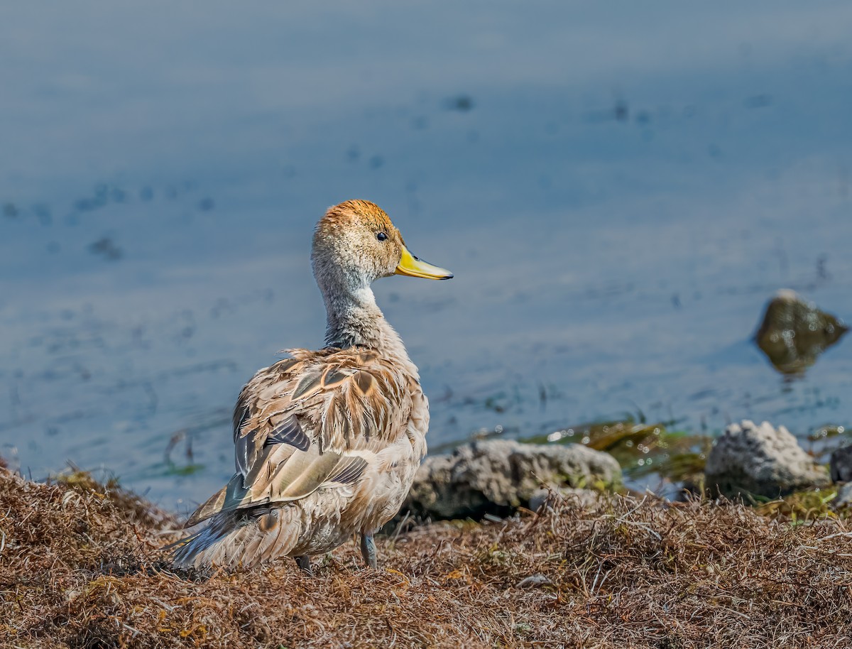 Yellow-billed Pintail - ML638385367