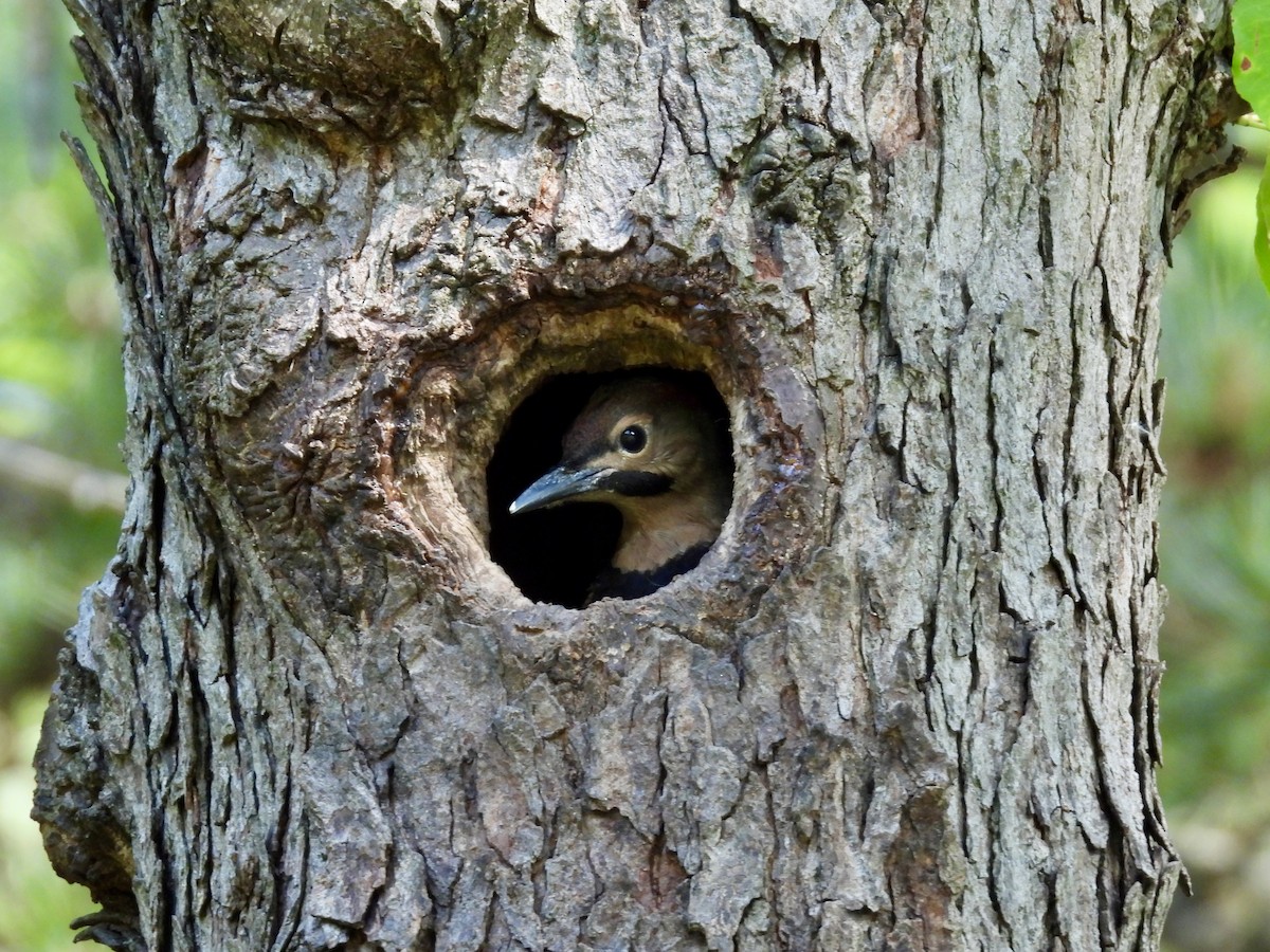Northern Flicker - ML638385368