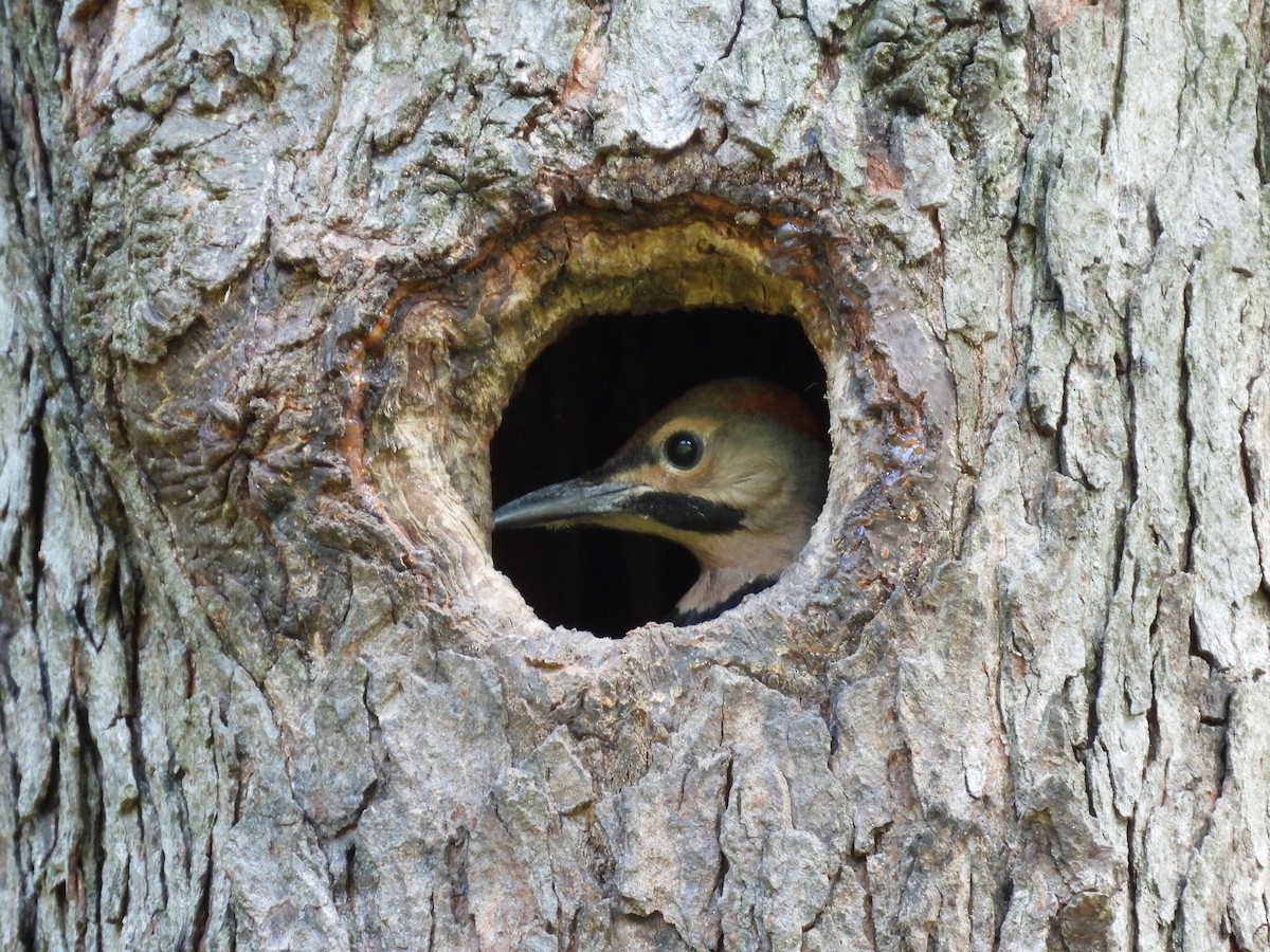 Northern Flicker - ML638385369