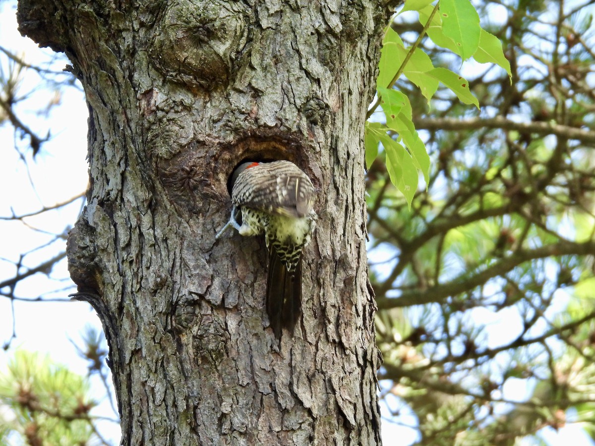 Northern Flicker - ML638385370