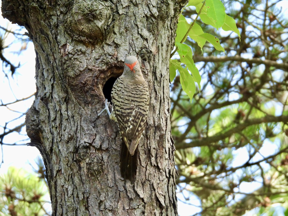 Northern Flicker - ML638385371