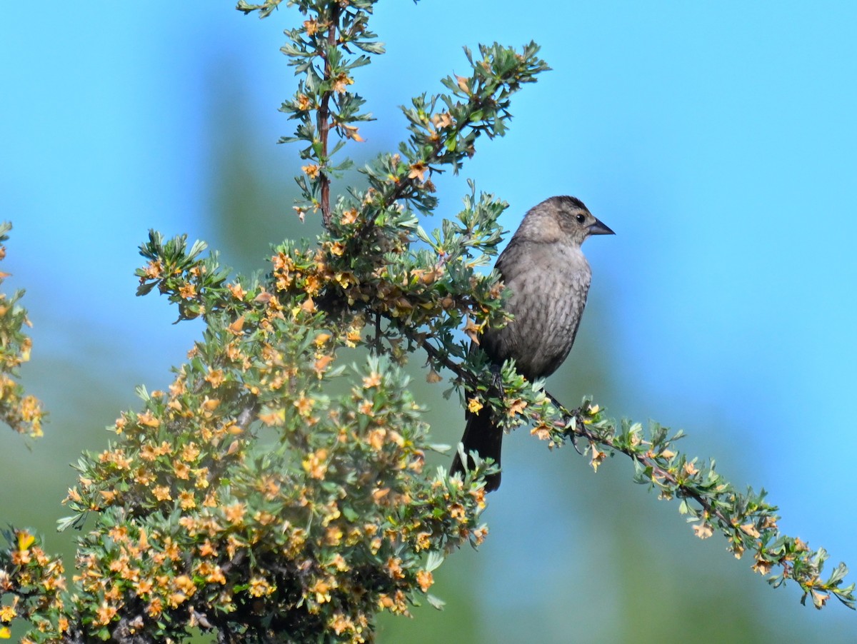 Brown-headed Cowbird - ML638385372