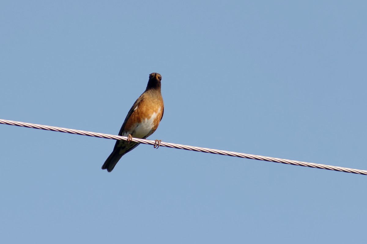 Brown-headed Thrush - ML638385373