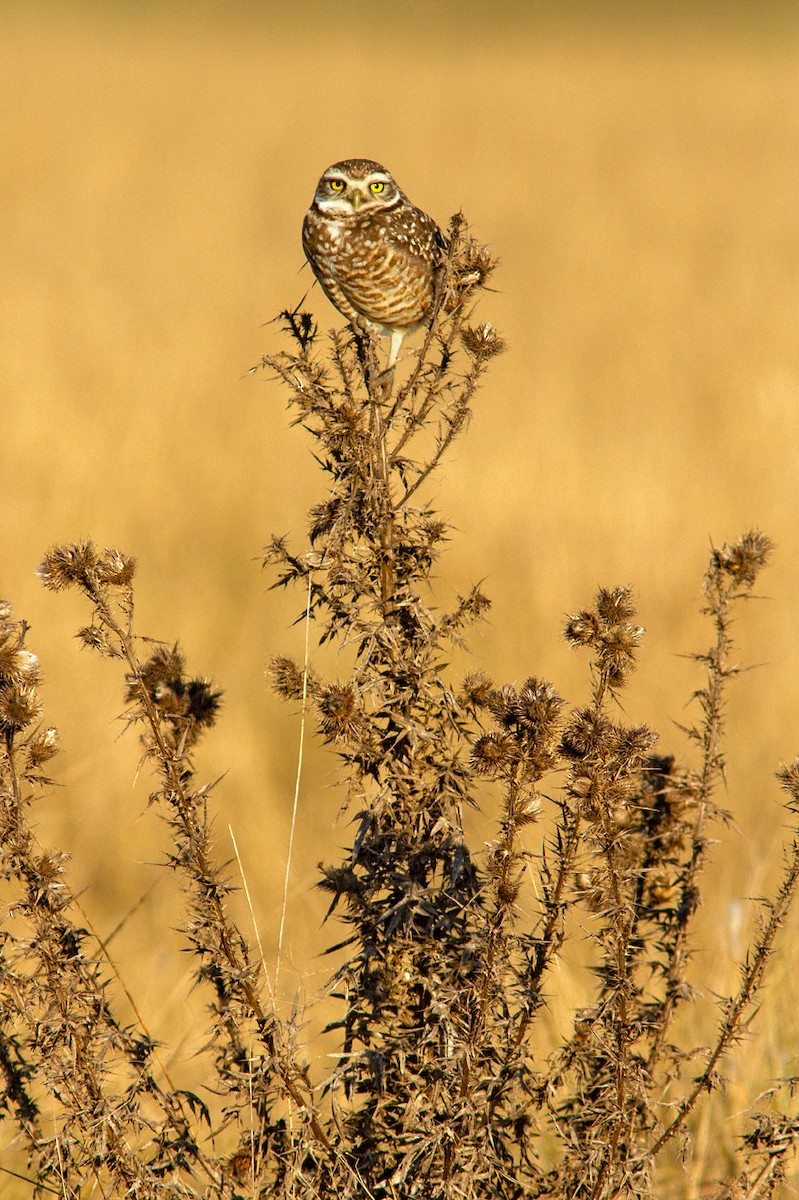 Burrowing Owl - ML638385374
