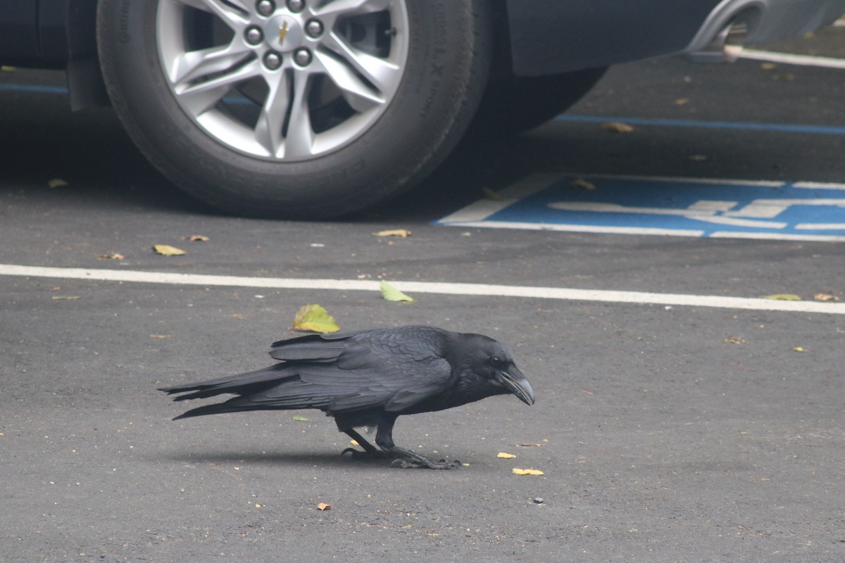 Common Raven - ML638385375
