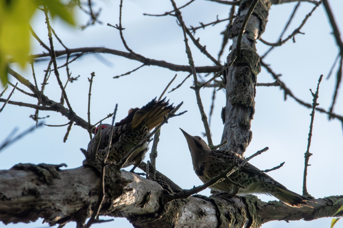 Northern Flicker - ML638385395