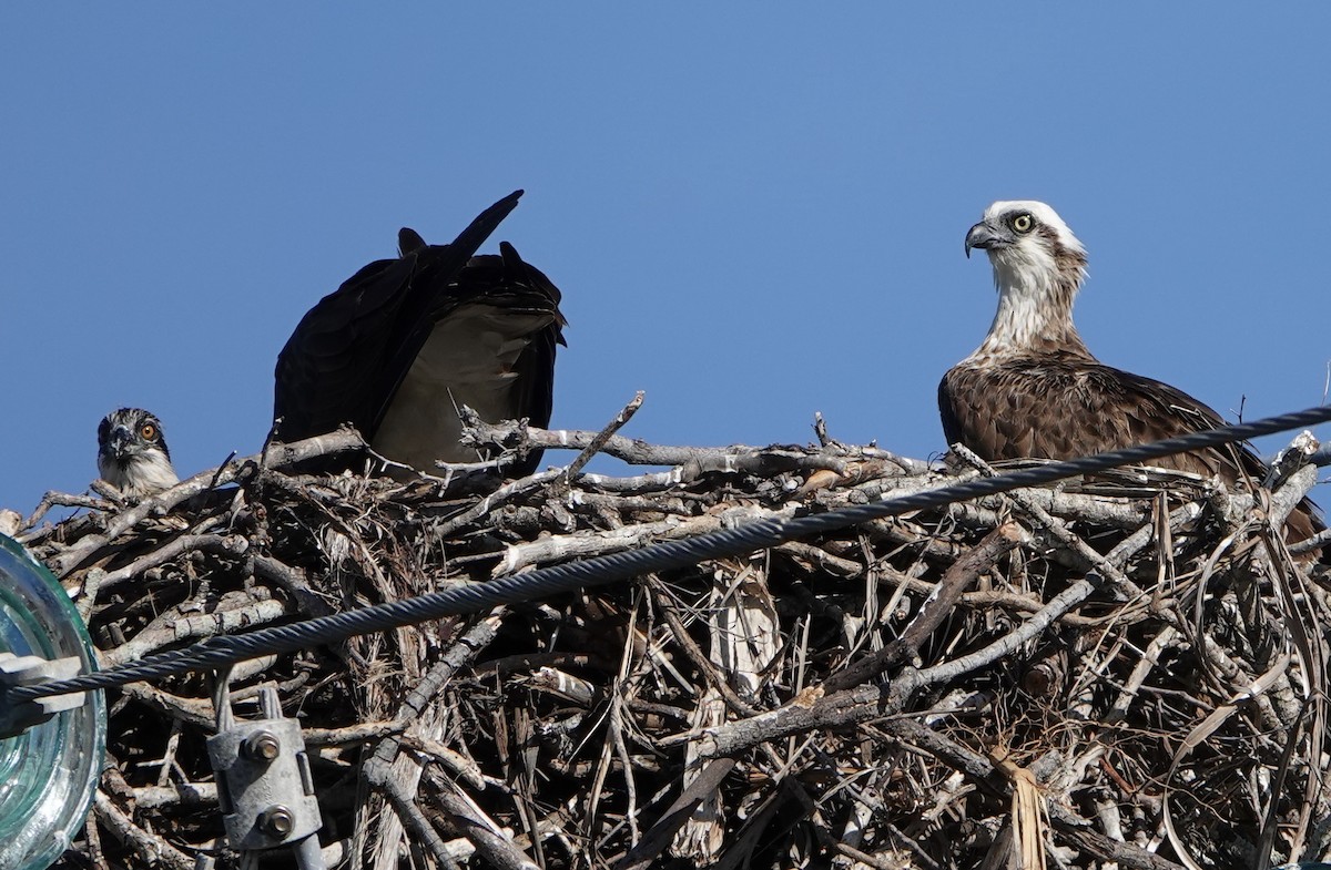 Osprey - ML638385405