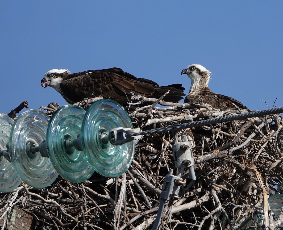 Osprey - ML638385407