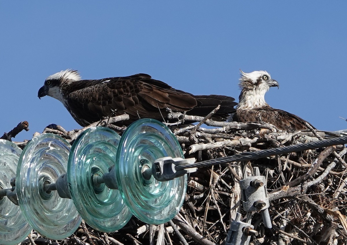 Osprey - ML638385408