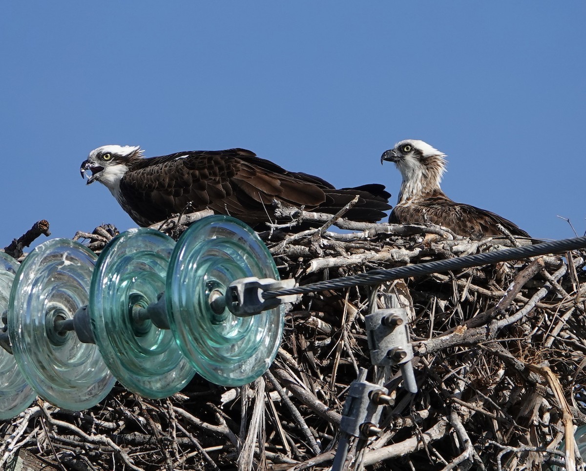 Osprey - ML638385409