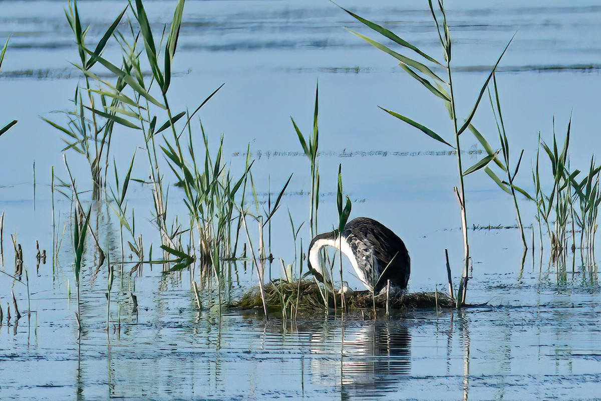 Western Grebe - ML638385420