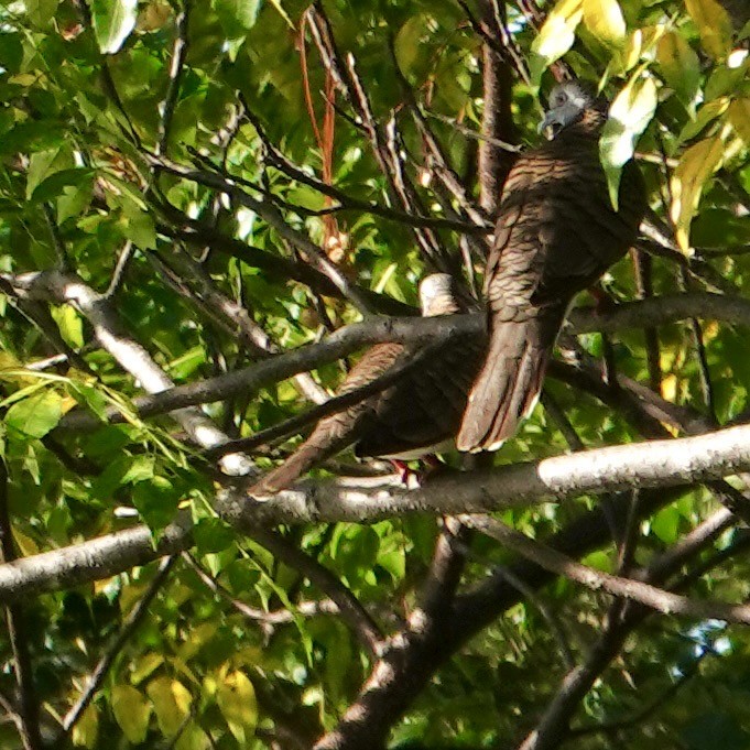 Bar-shouldered Dove - ML638385422
