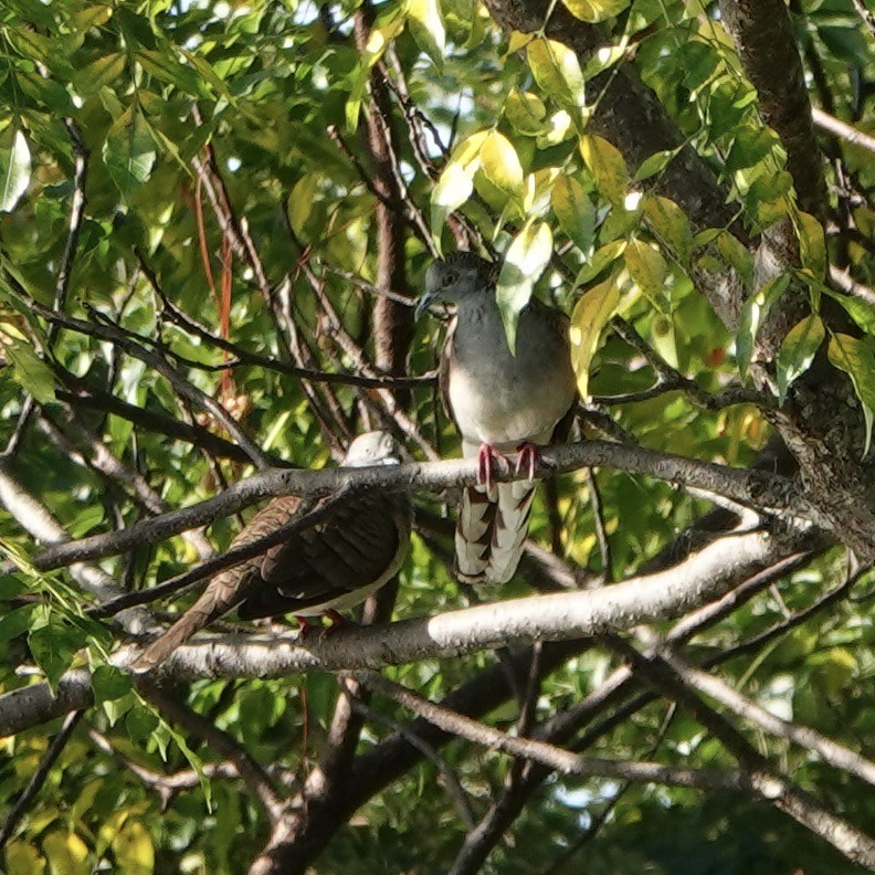 Bar-shouldered Dove - ML638385423
