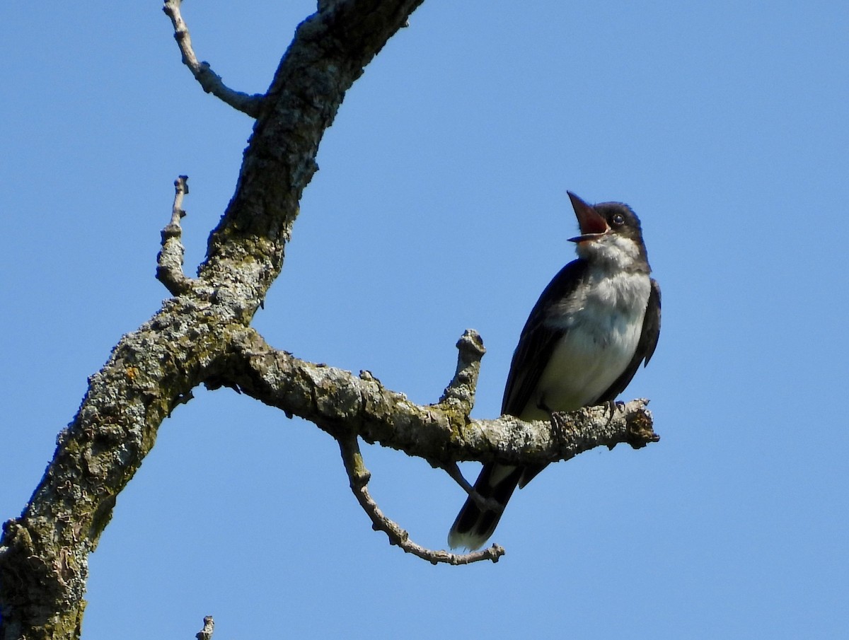 Eastern Kingbird - ML638385424