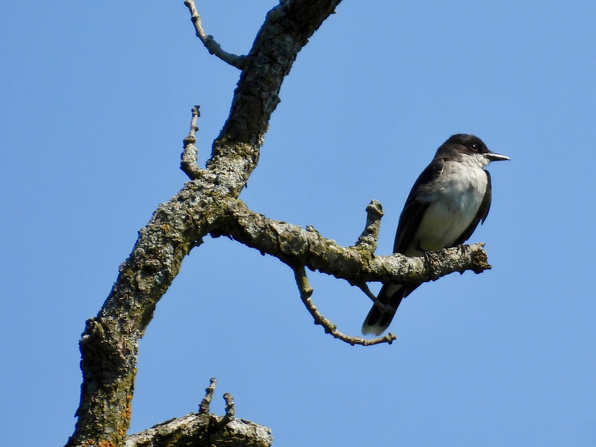 Eastern Kingbird - ML638385425