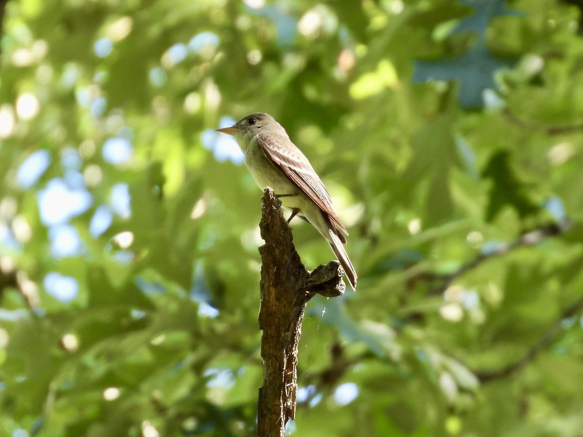 Eastern Wood-Pewee - ML638385426