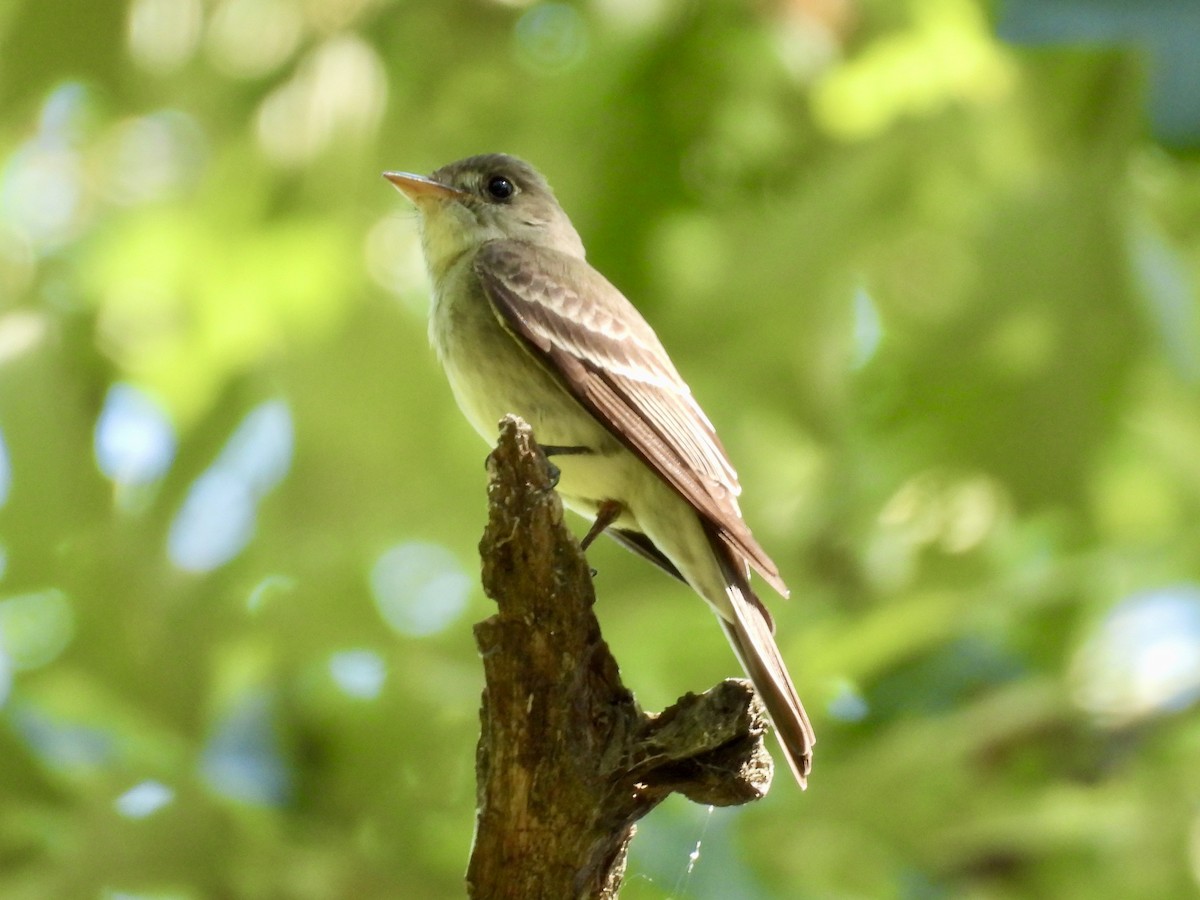Eastern Wood-Pewee - ML638385427