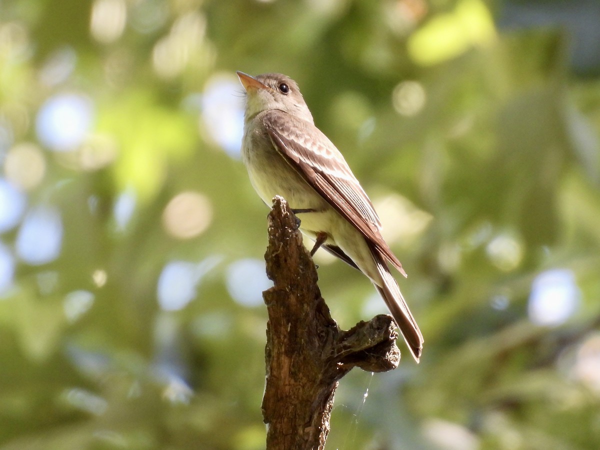 Eastern Wood-Pewee - ML638385428