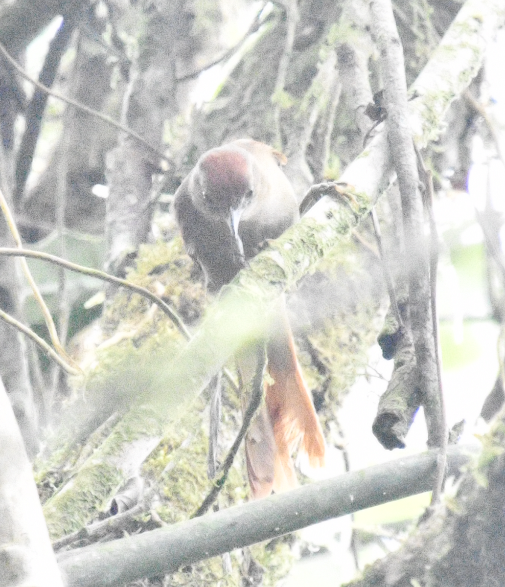 Ash-browed Spinetail - ML638385429