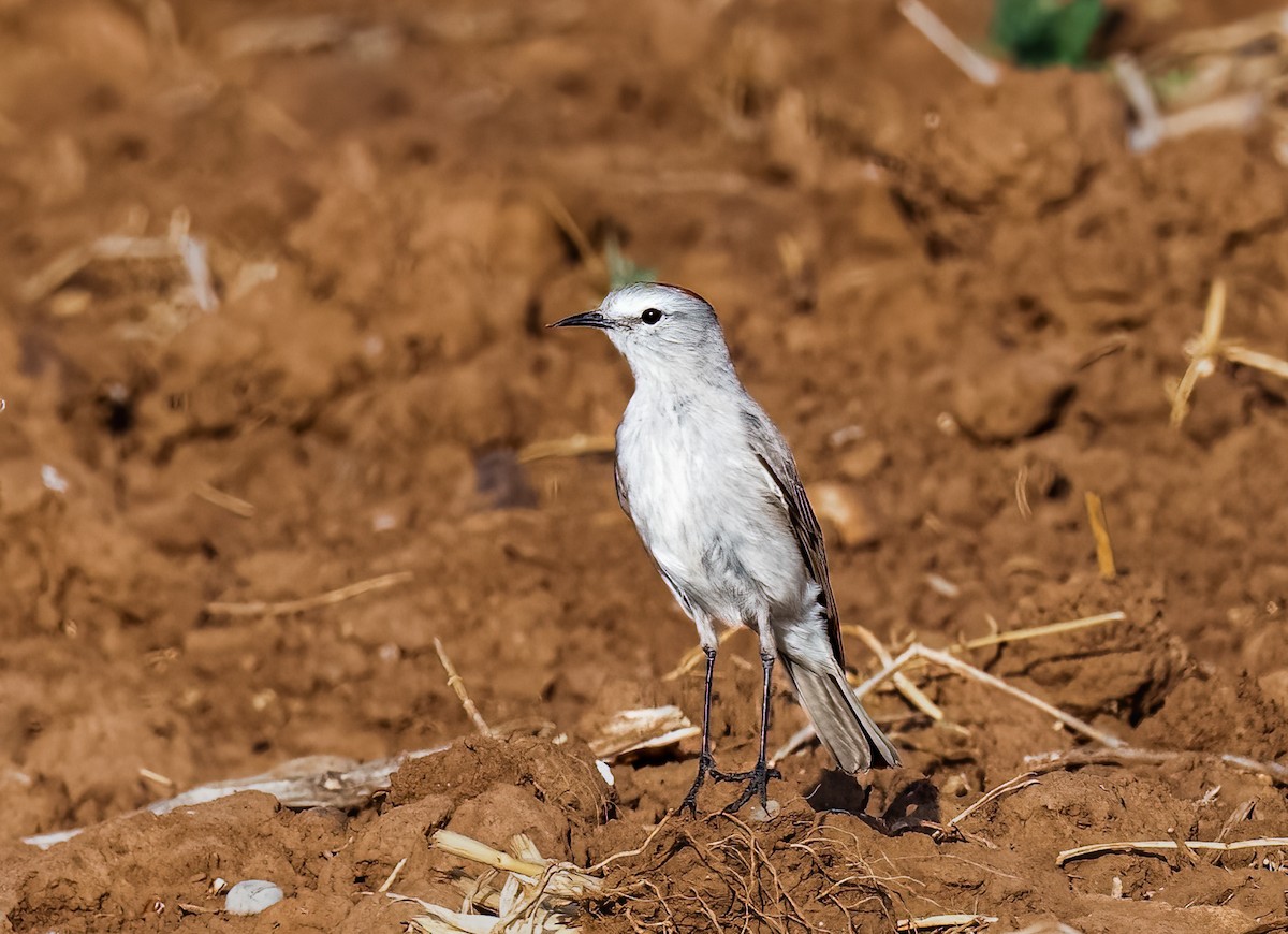 Rufous-naped Ground-Tyrant - ML638385430