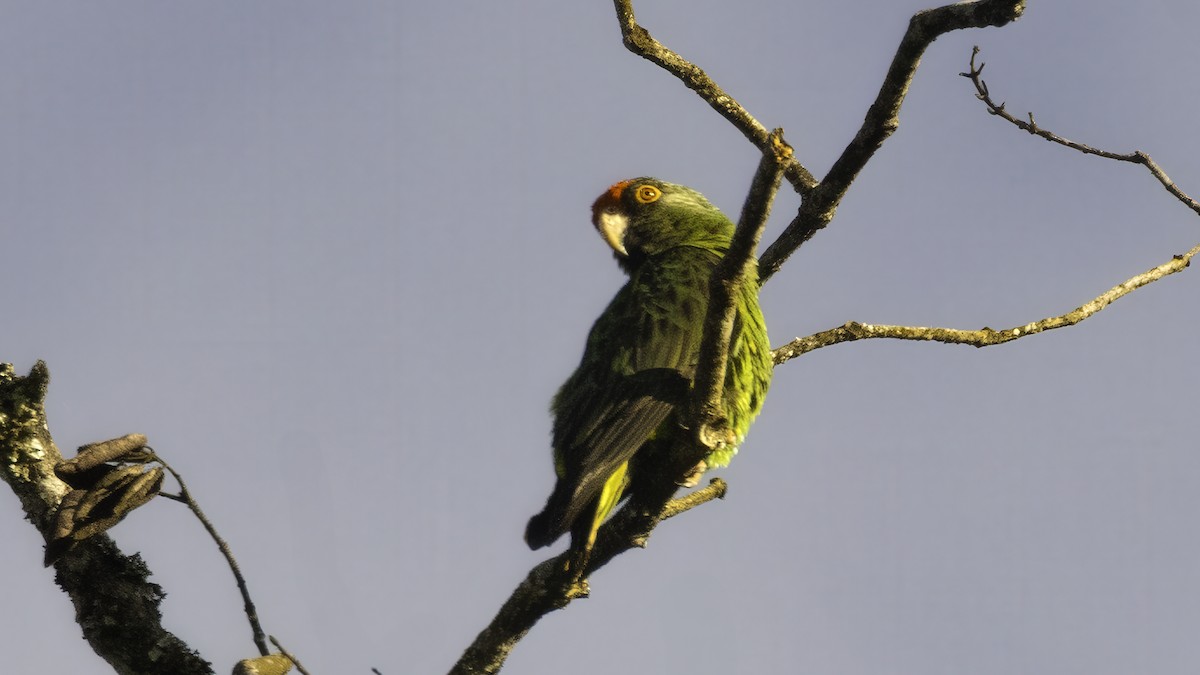 Red-fronted Parrot - ML638385431