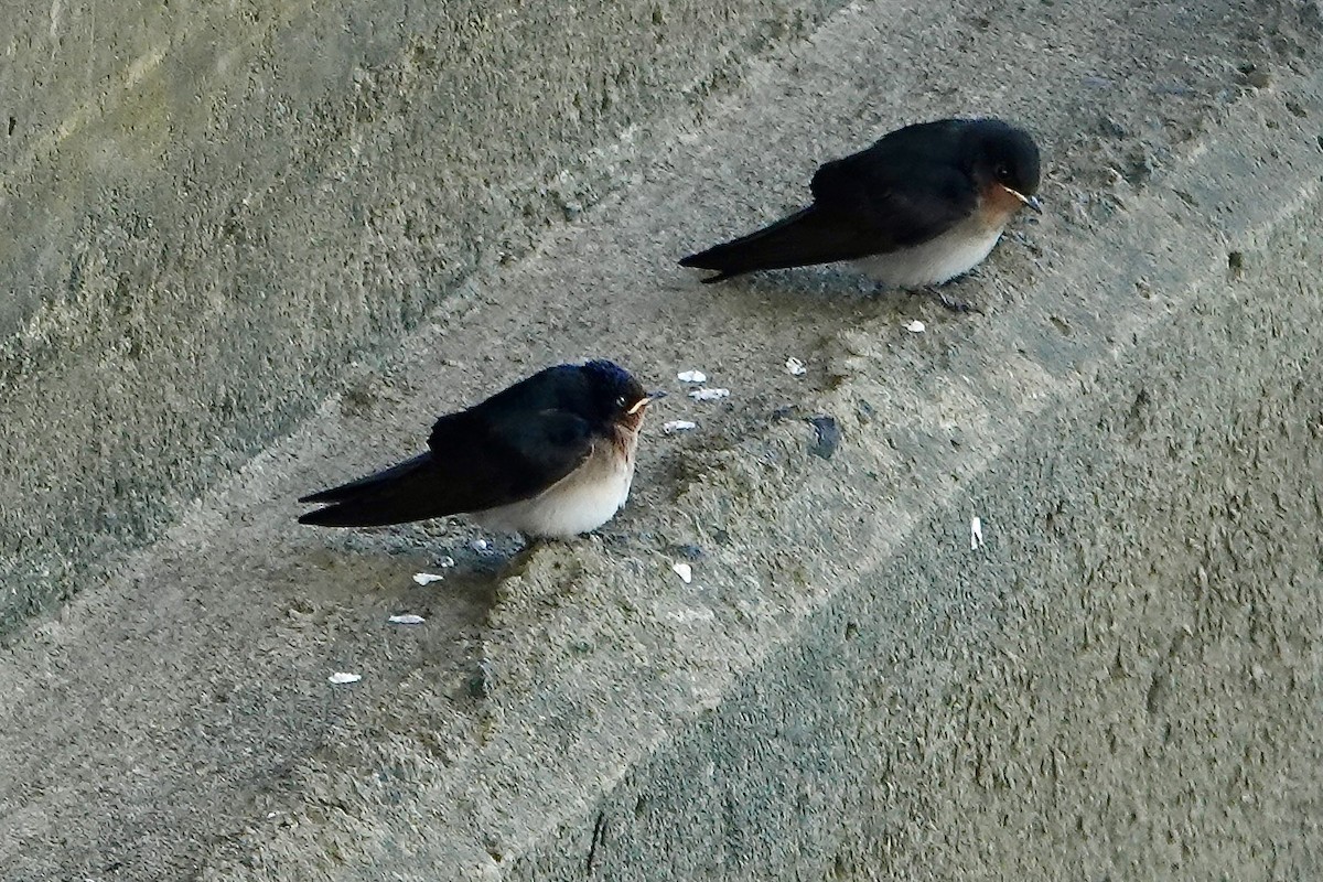 Welcome Swallow - ML638385432