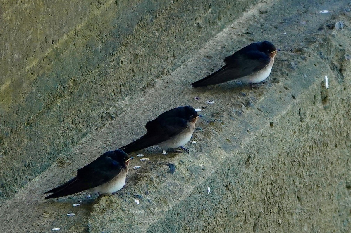 Welcome Swallow - ML638385433