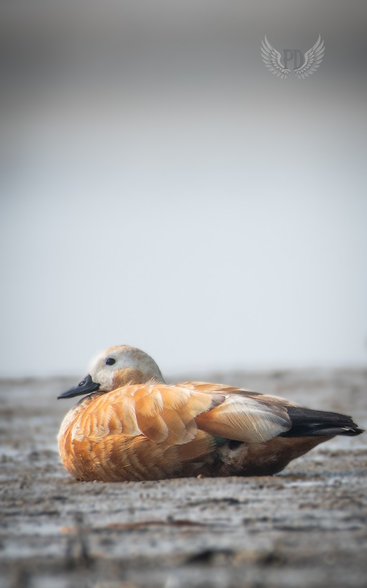 瀆鳧 - ML638385434