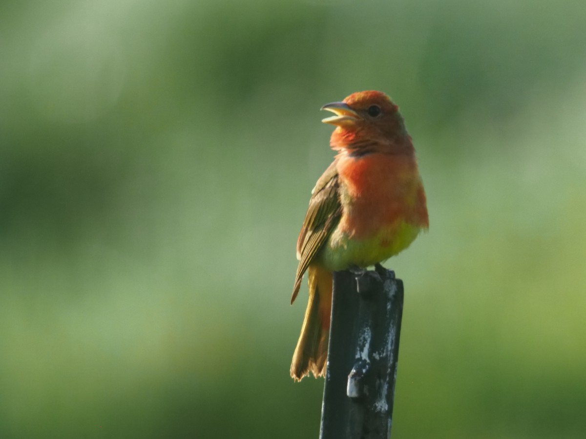 Summer Tanager - ML638385438
