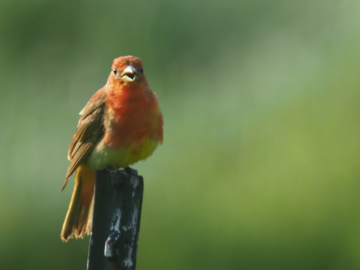 Summer Tanager - ML638385439