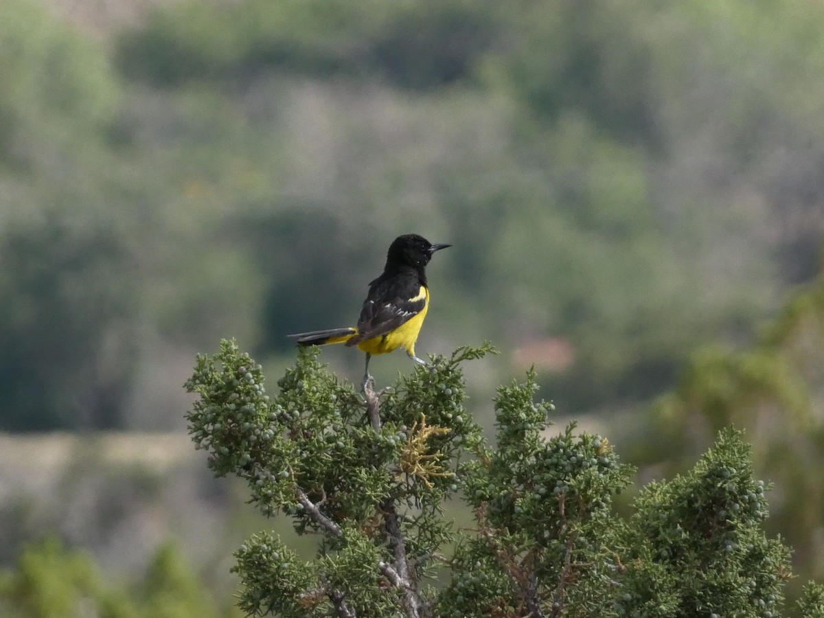 Oriole jaune-verdâtre - ML638385441