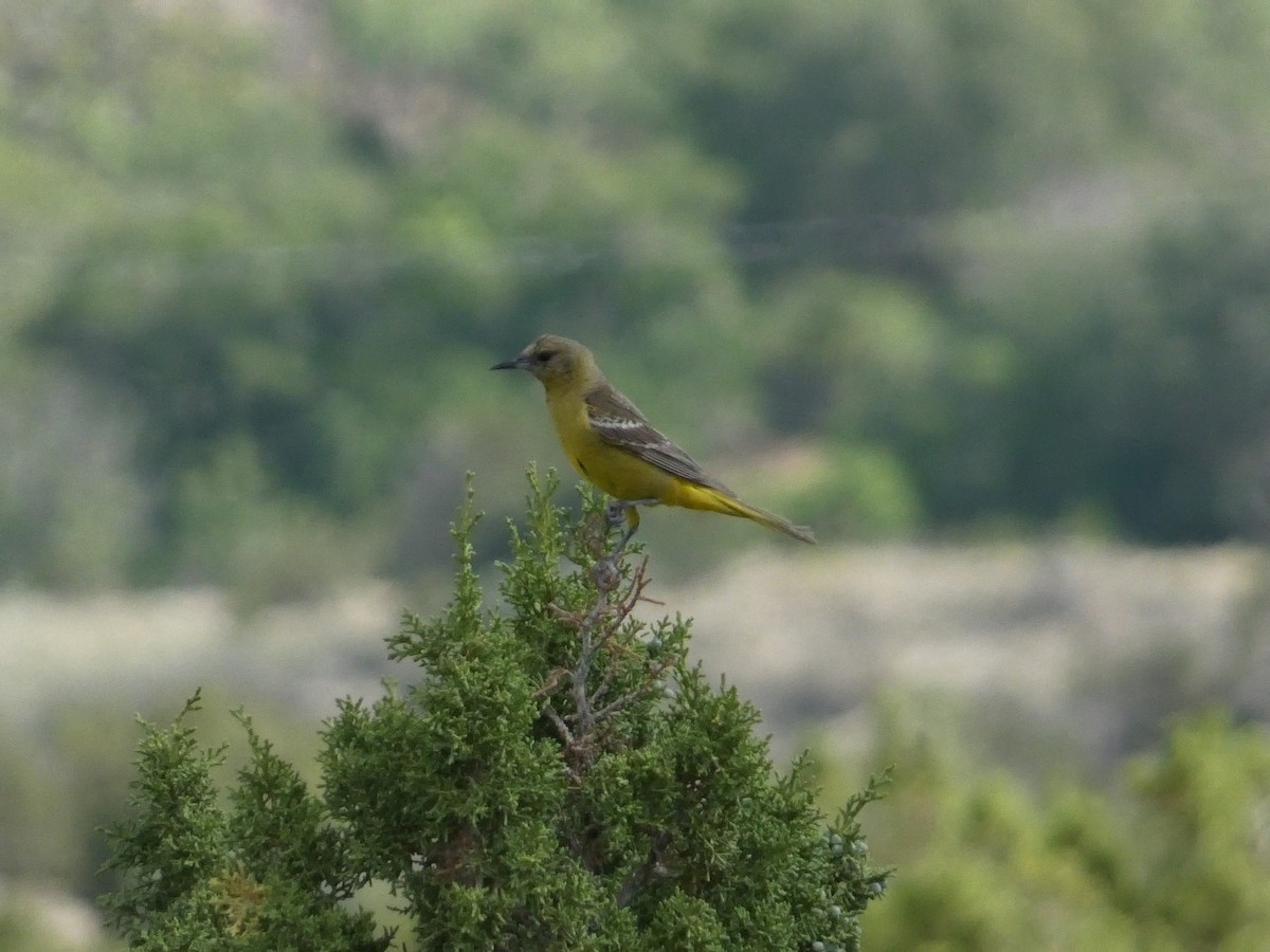 Oriole jaune-verdâtre - ML638385443