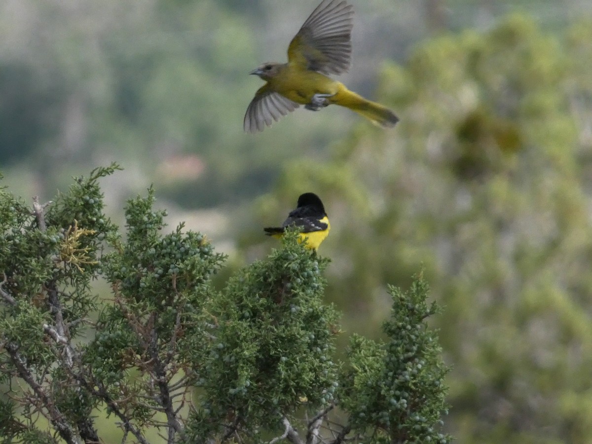 Oriole jaune-verdâtre - ML638385445