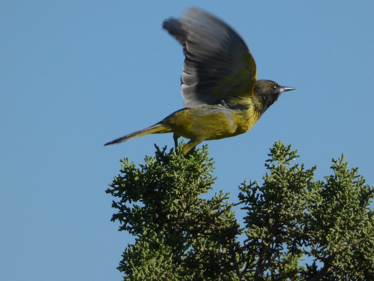 Oriole jaune-verdâtre - ML638385446