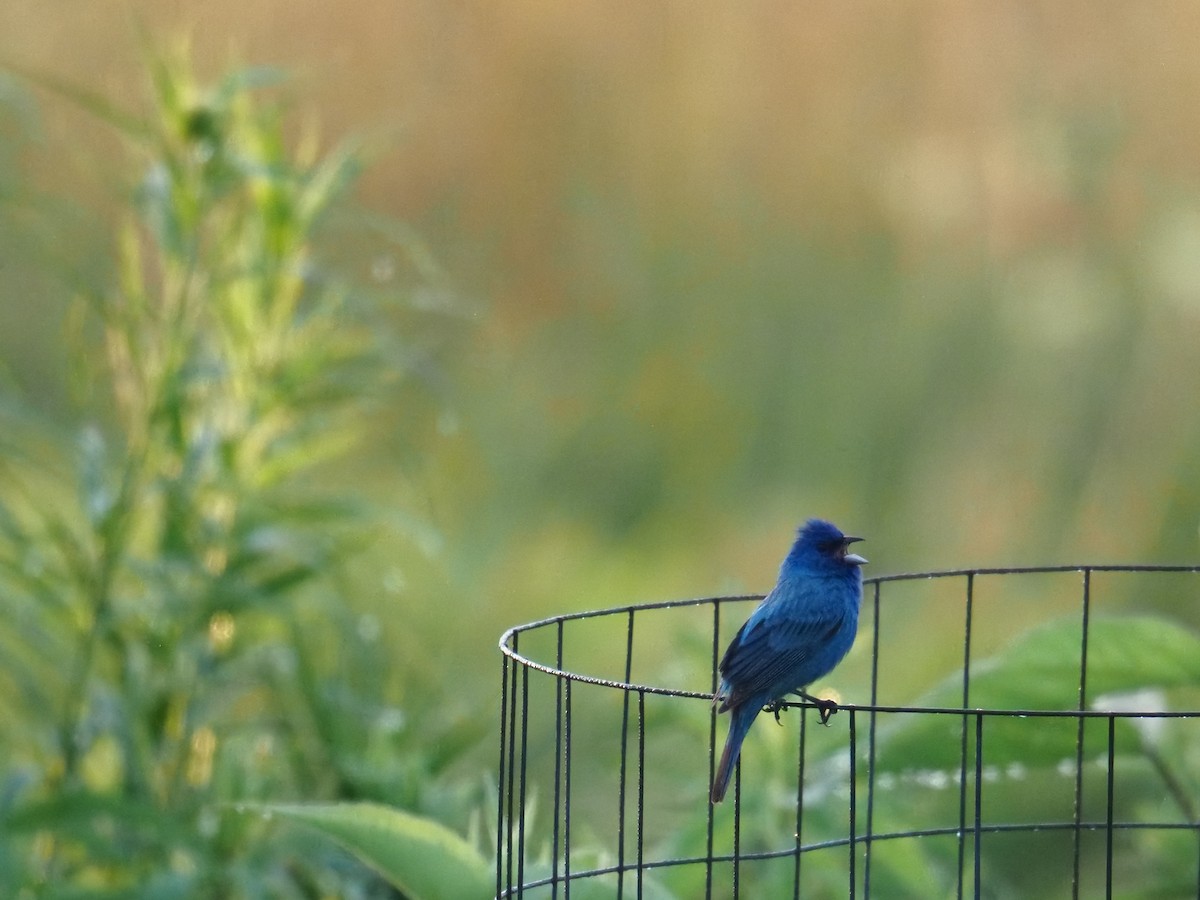 Indigo Bunting - ML638385447