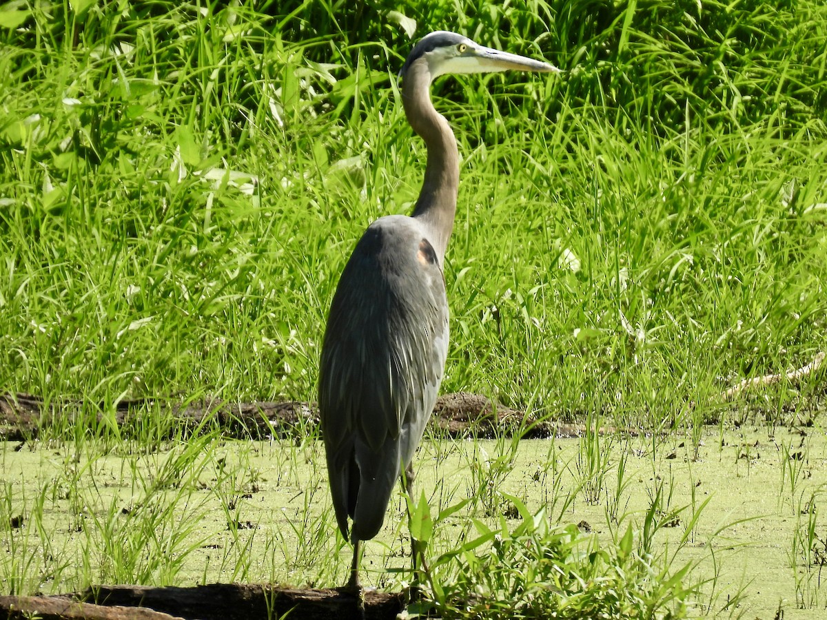 Great Blue Heron - ML638385448