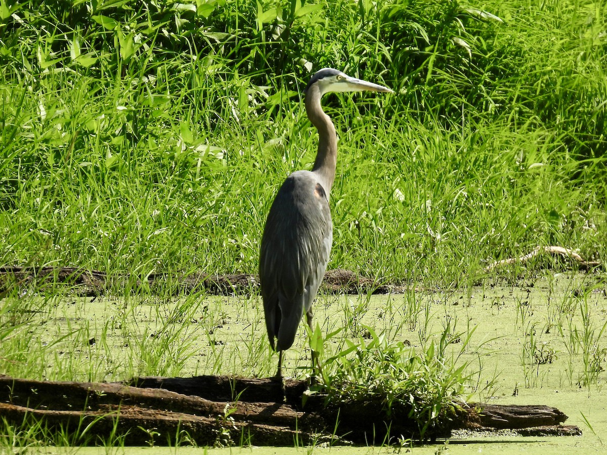 Great Blue Heron - ML638385449