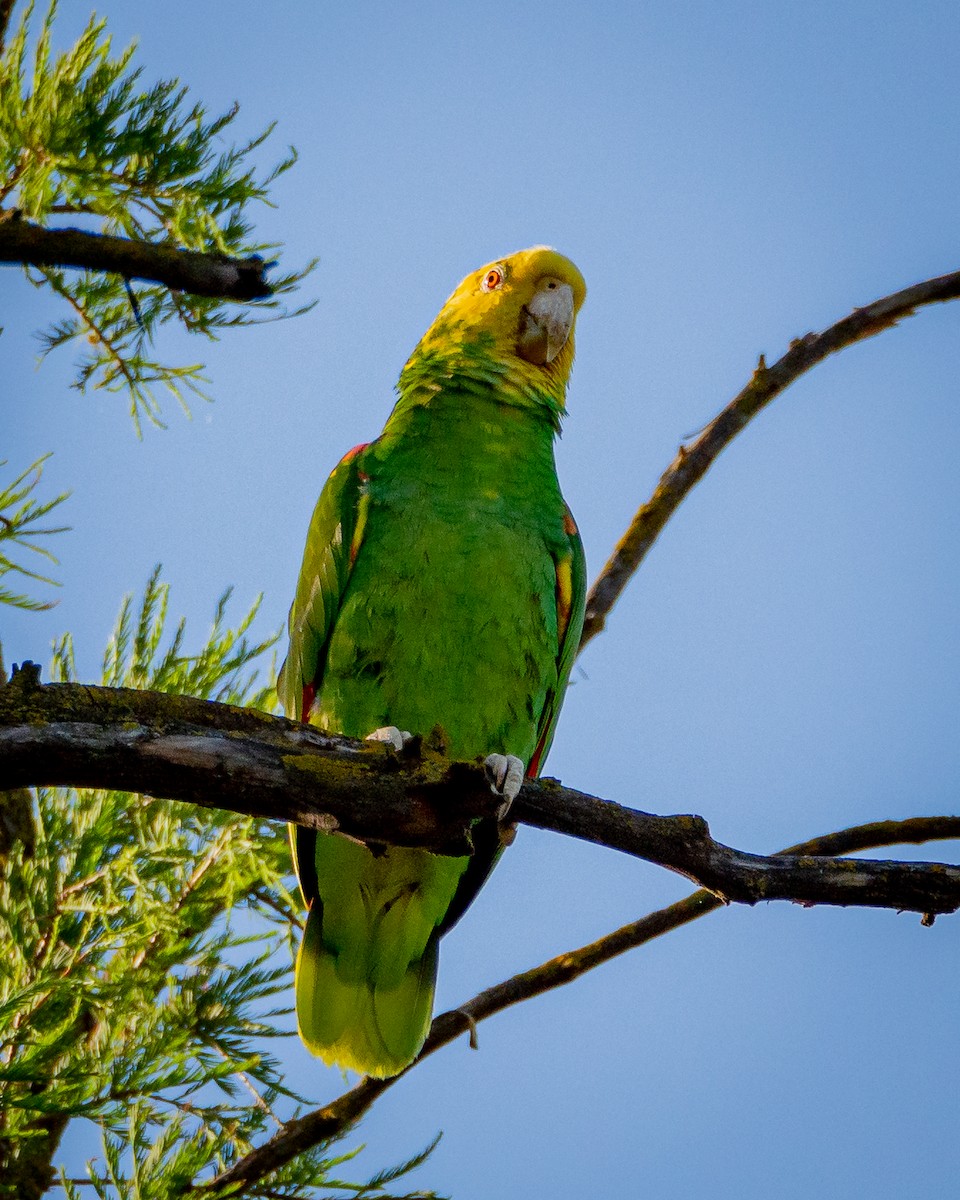 Yellow-headed Amazon - ML638385450
