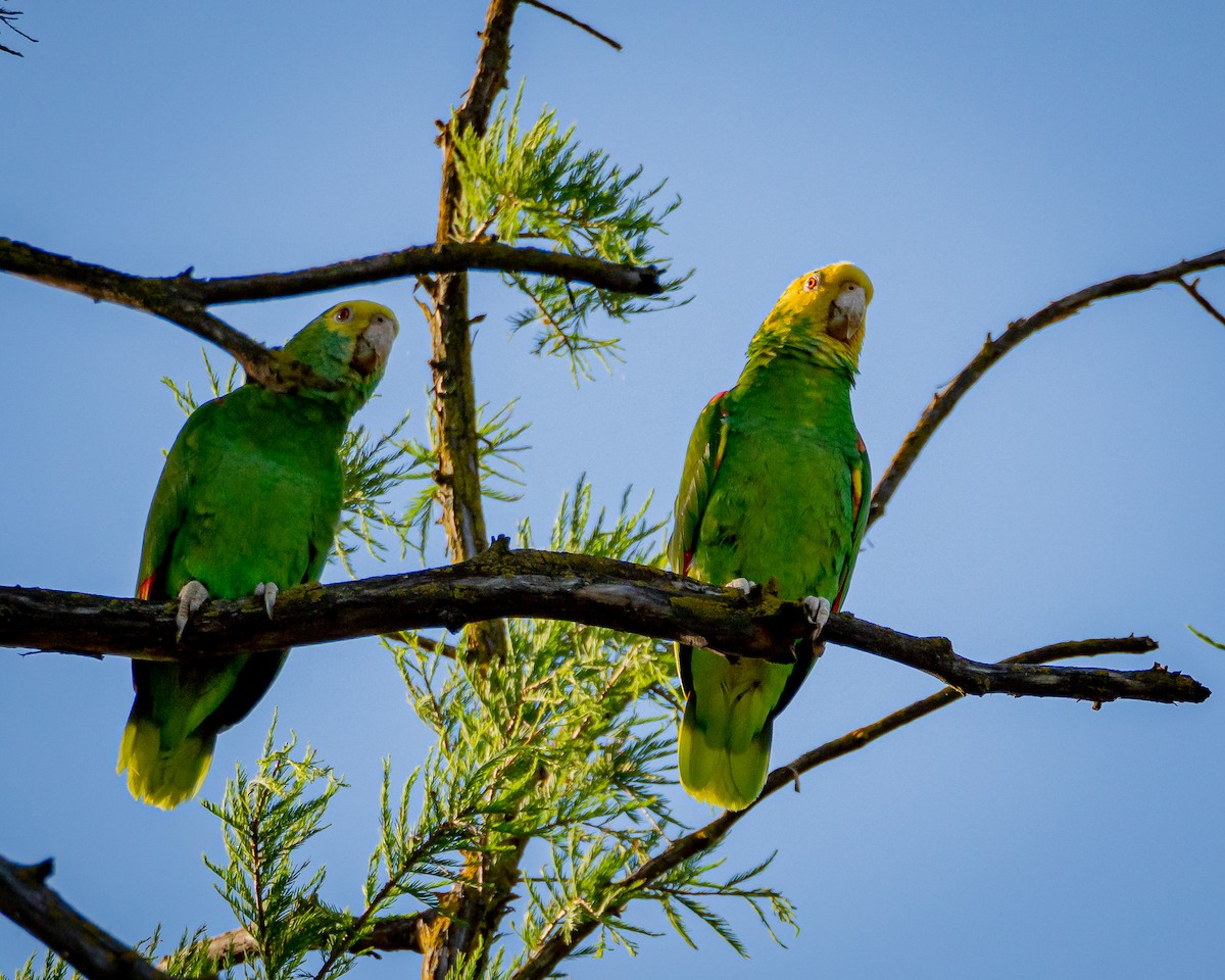 Yellow-headed Amazon - ML638385451